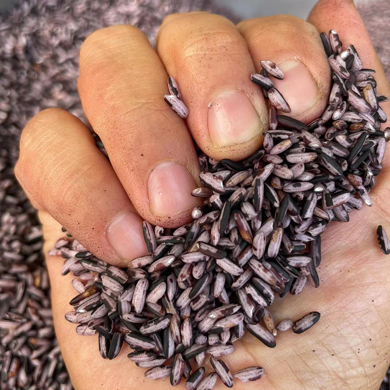 正宗老品种墨江紫米：穿越千年的味蕾盛宴，500g哈尼梯田胭脂米等你来尝！