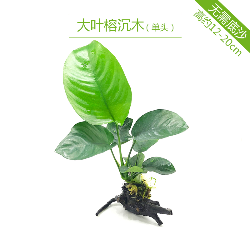 鱼缸造景装饰大揭秘：打造梦幻水族箱布景套餐，让你的鱼儿住进童话世界！