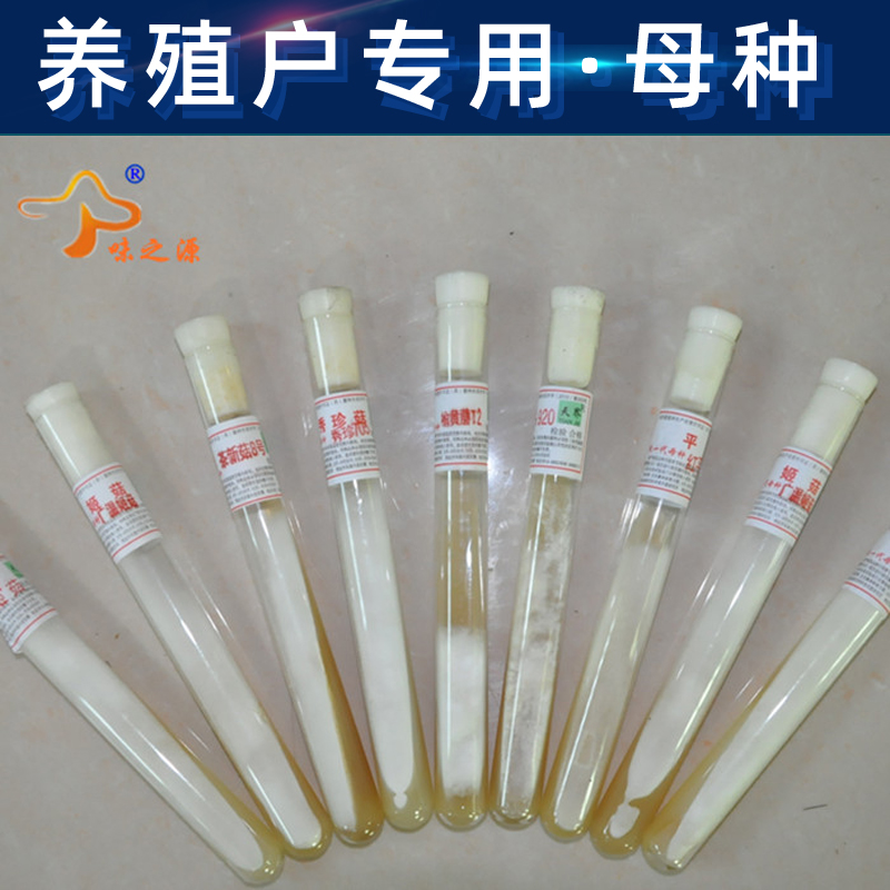 食用菌菌种全解析：从试管母种到一级种，揭开菌棒背后的秘密！
