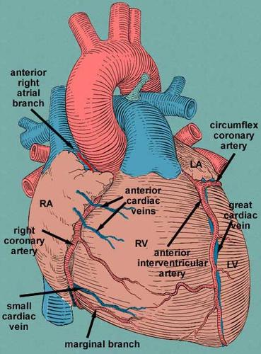 om circumflex artery,Understanding the Om Circumflex Artery: A Comprehensive Guide