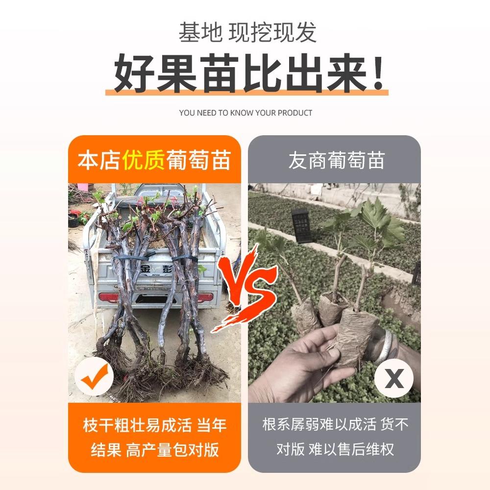 进口Autumn Crisp无籽青提450g：甜而不腻的秘密武器，吃货们的味蕾盛宴！
