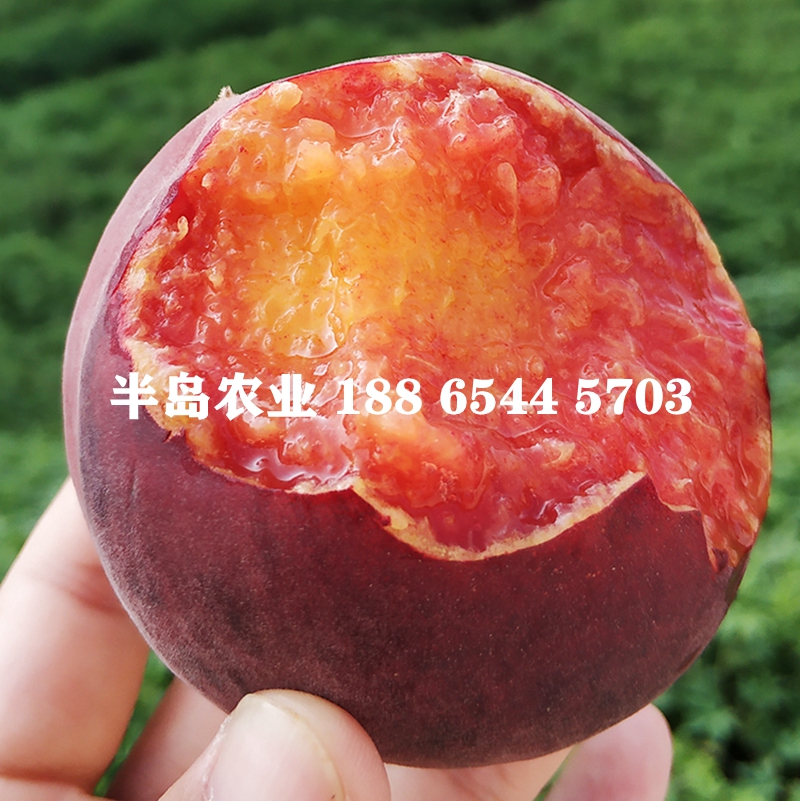 桃树苗嫁接新品种中华黑桃王黑桃皇后：当年结果的秘密，南北方通用的种植技巧大揭秘！