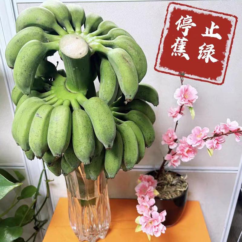 小米蕉大变身！竟然成了九尾狐？!