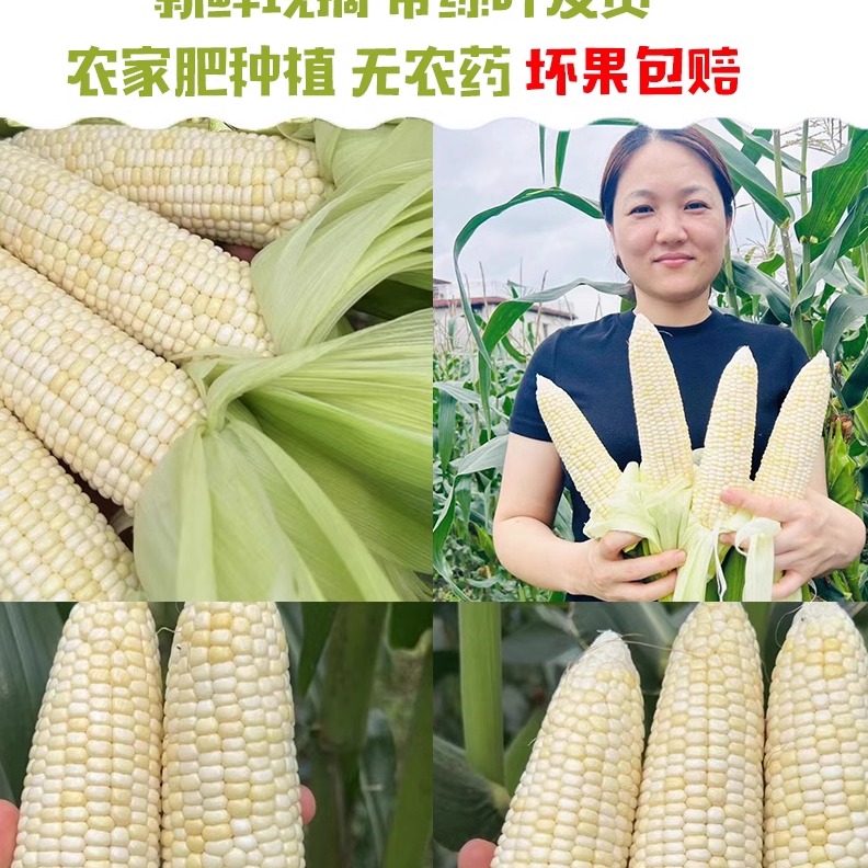 现货10斤顺丰正宗梅州农家甜糯粘玉米带叶现摘当季不转基因软糯，甜到心坎里！