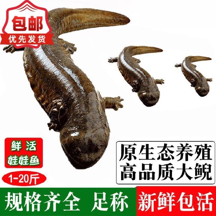 3斤娃娃鱼，这波海鲜水产界的“活体”巨无霸你get了吗？