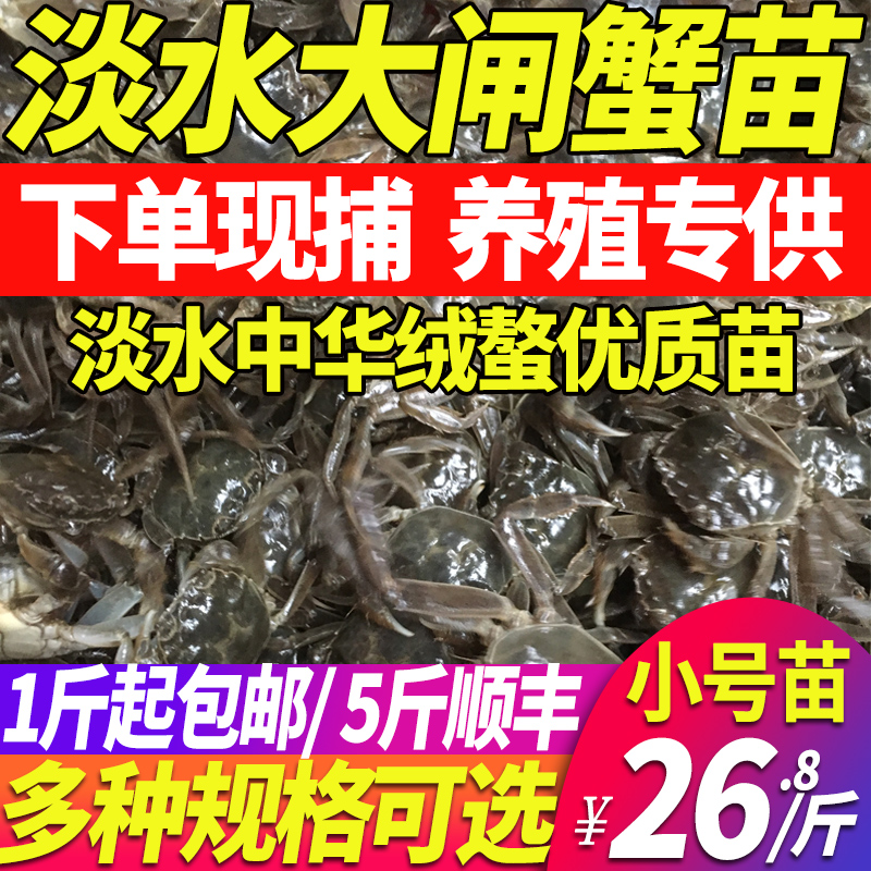 正宗大闸蟹苗全母蟹苗：开启你的养殖梦，鲜活美味从这里开始！簖蟹丰收的秘密武器！