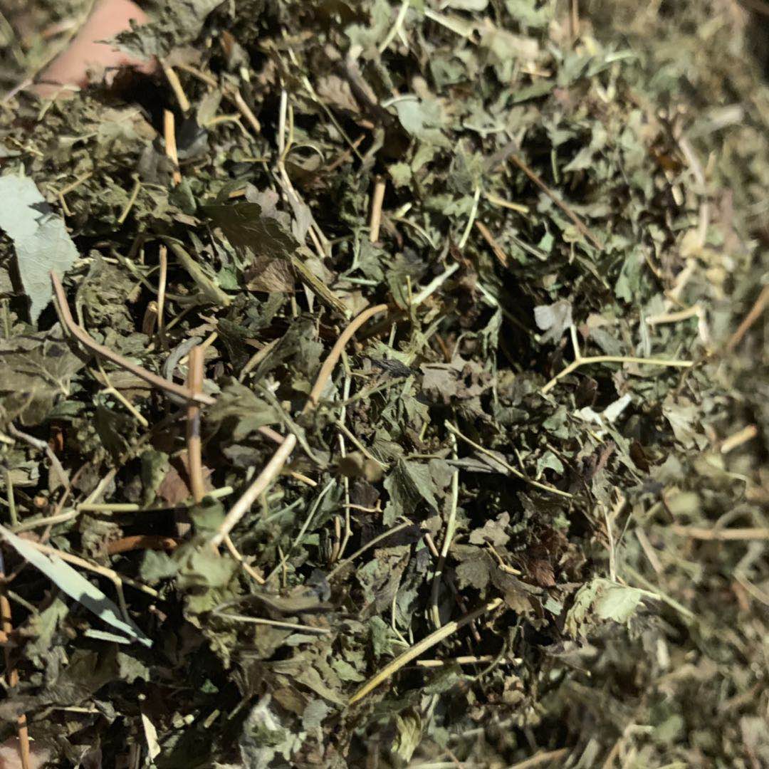 万仙山野生海金沙：深山秘宝，自然之力，包邮送到家✨
