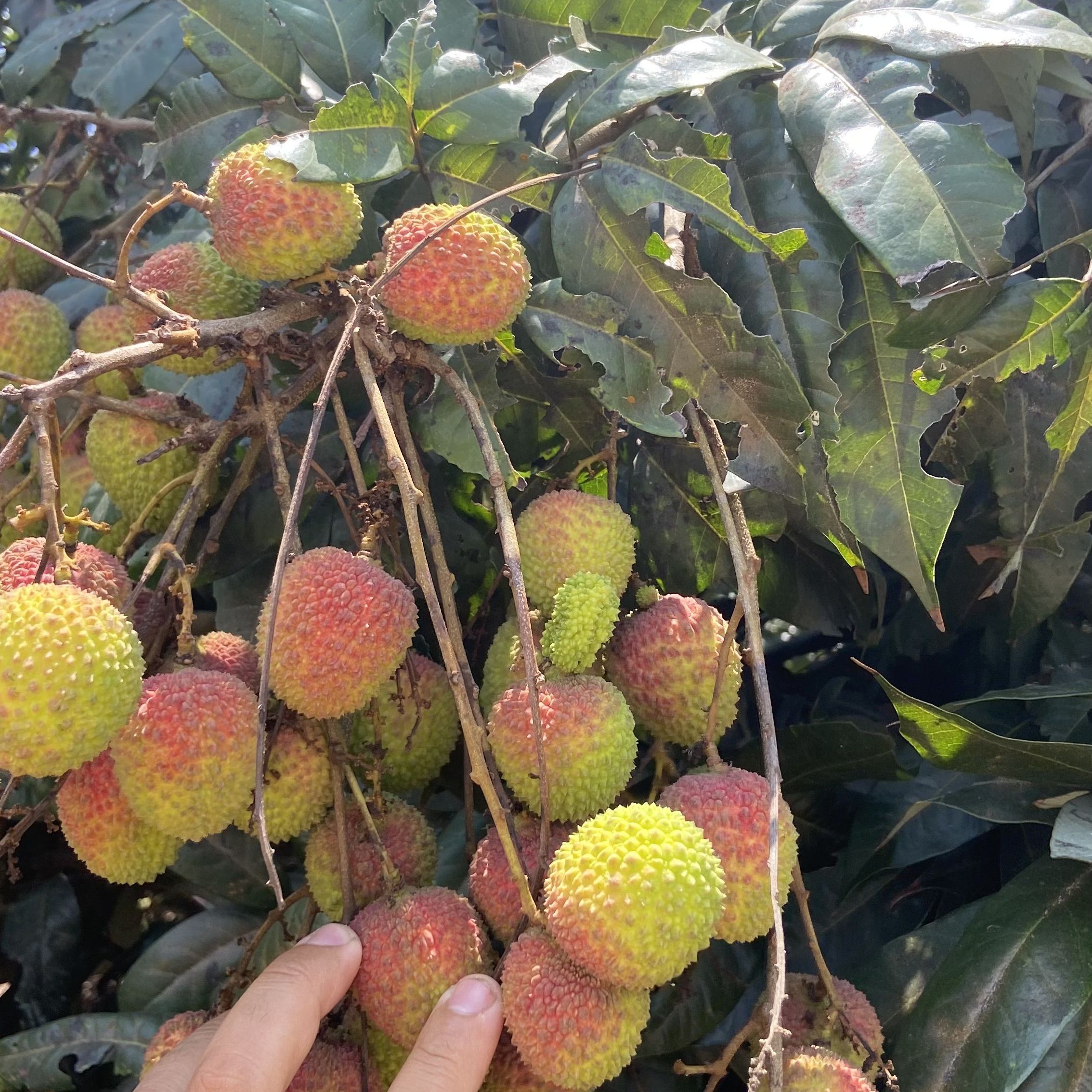 冻眠妃子笑荔枝 400g：解锁夏日甜蜜新方式，你准备好了吗？