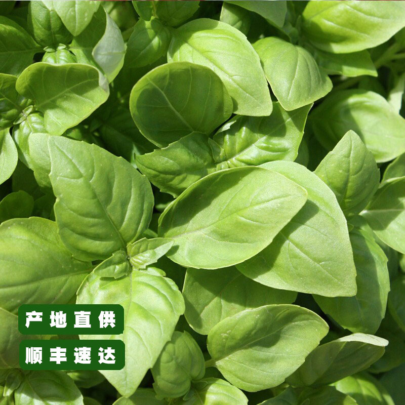 好新鲜罗勒叶：泰国品种披萨草，非金不换的西餐香料，顺丰包邮直达厨房！