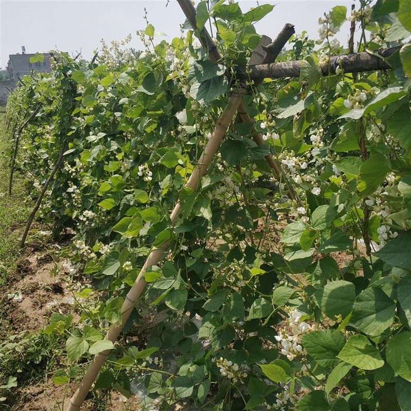 彩虹雨来袭，欧盟认证有机蔬菜豇豆角250g，北京农场新鲜采摘，满额包邮，绿色健康生活从这里开始！