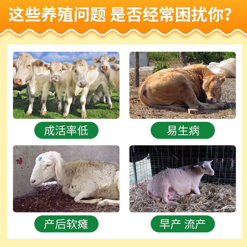 兽用浓缩鱼肝油：宠物营养宝典，蛋禽养殖的秘密武器！