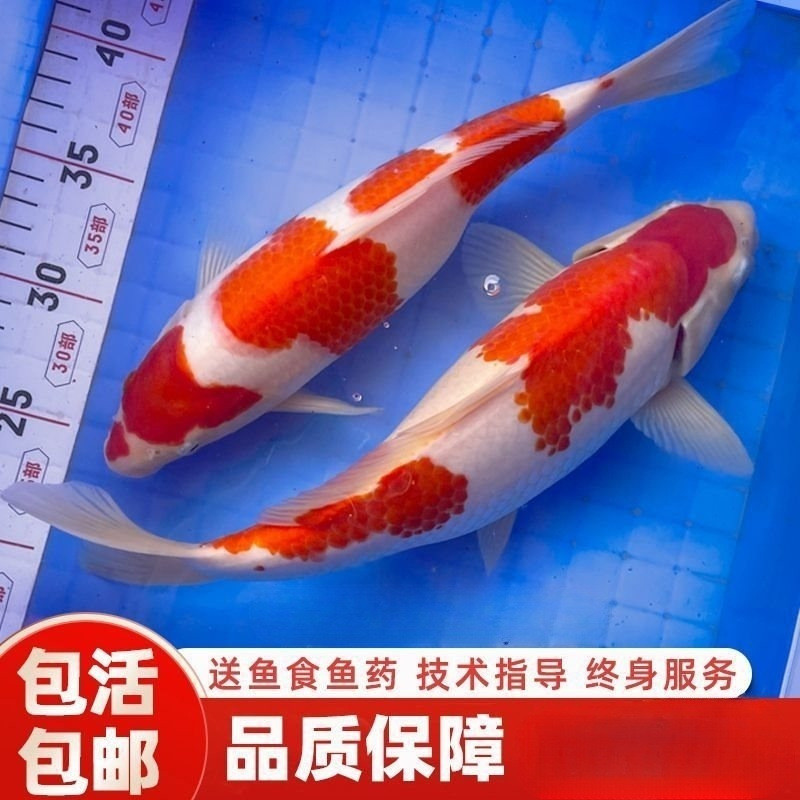 水族箱养锦鲤密度太密？新手必看的养鱼黄金公式！