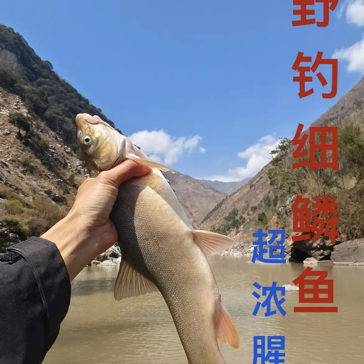邑仁户外雅鱼细鳞鱼裂腹鱼冷水鱼野钓专用定制极腥浓腥味饵料拉饵：解锁冷水鱼的秘密武器！