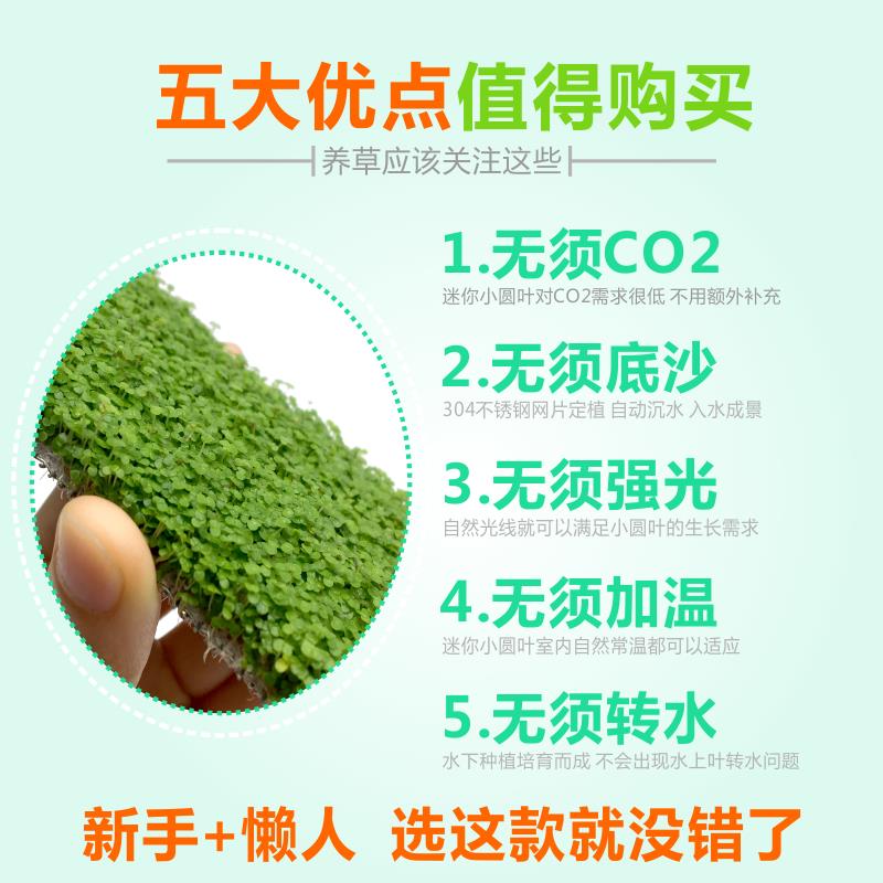 迷你小圆叶草坪网片鱼缸造景前景草，热带鱼水族箱装饰新宠