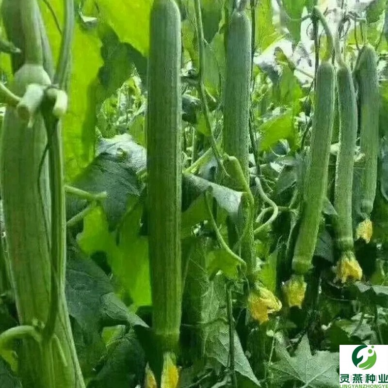 早熟高产抗病长香丝瓜种子：种出丰收的秘诀