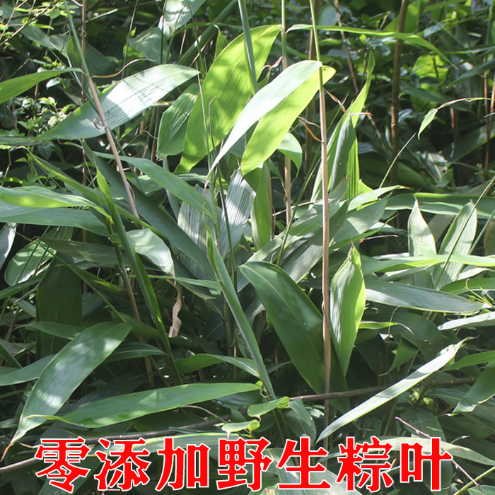 顺丰包邮新鲜大粽子箬竹叶，端午必备，湖南特产，商用首选！