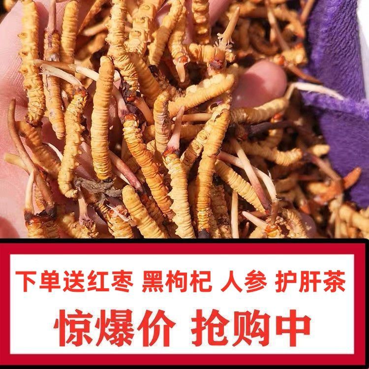 正宗野生冬虫夏草礼盒装，送礼自用两相宜！