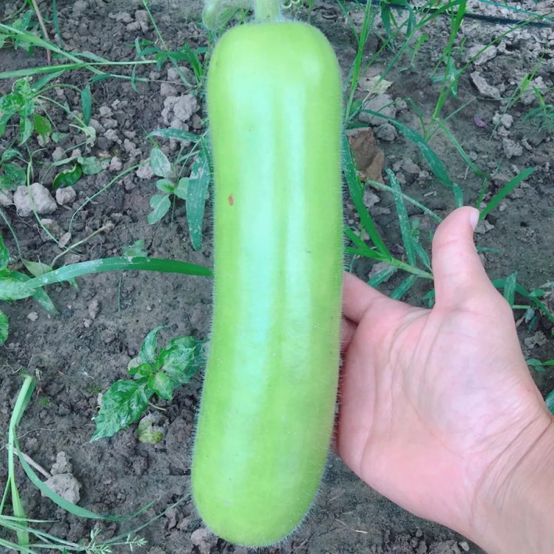 农家自种瓠子瓜：时令新鲜蔬菜，现摘鲜嫩，非西葫芦丝瓜黄瓜的美味新选择！