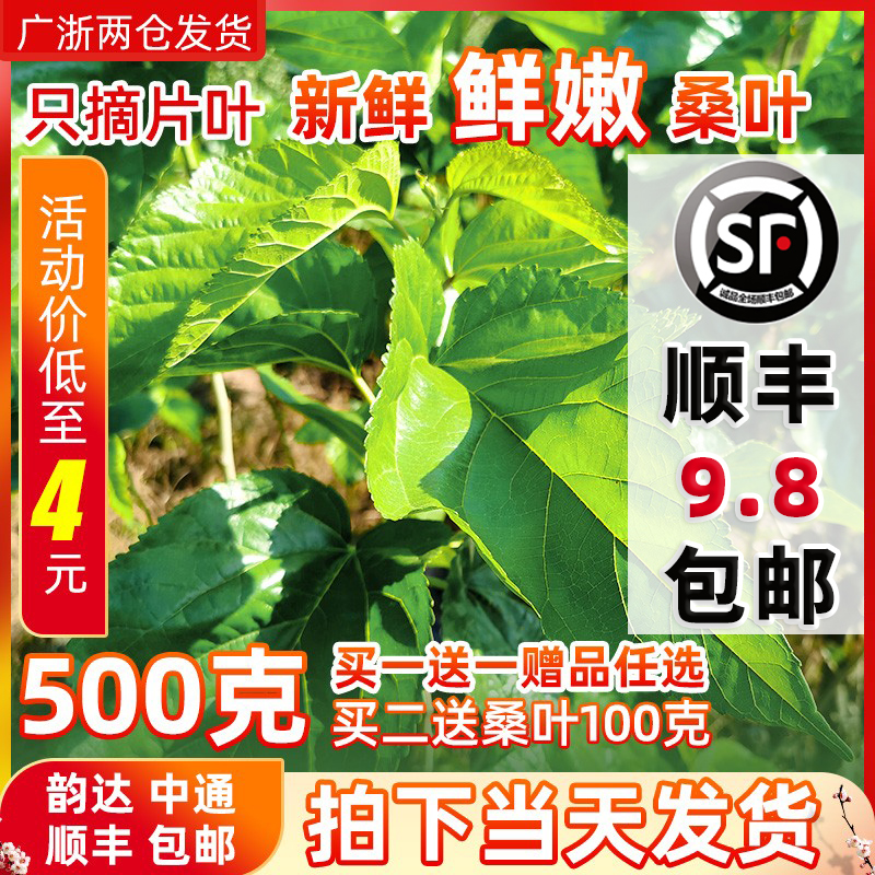顺丰包邮新鲜桑叶，养蚕必备神器，让你轻松成为养蚕高手！