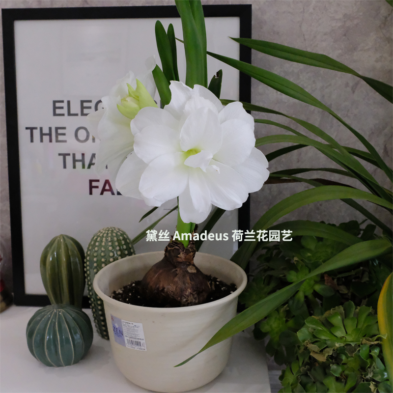 现货糖果黛丝/黛丝荷兰进口朱顶红：满268元赠盲盒，花卉界的甜品盛宴！