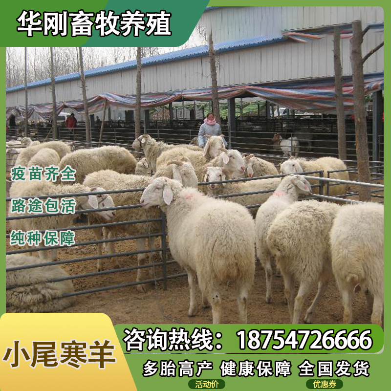 纯种小尾寒羊活体孕母羊小羊羔杜寒羊出售：大型绵羊成年种公羊活羊，品质保障，良心推荐！