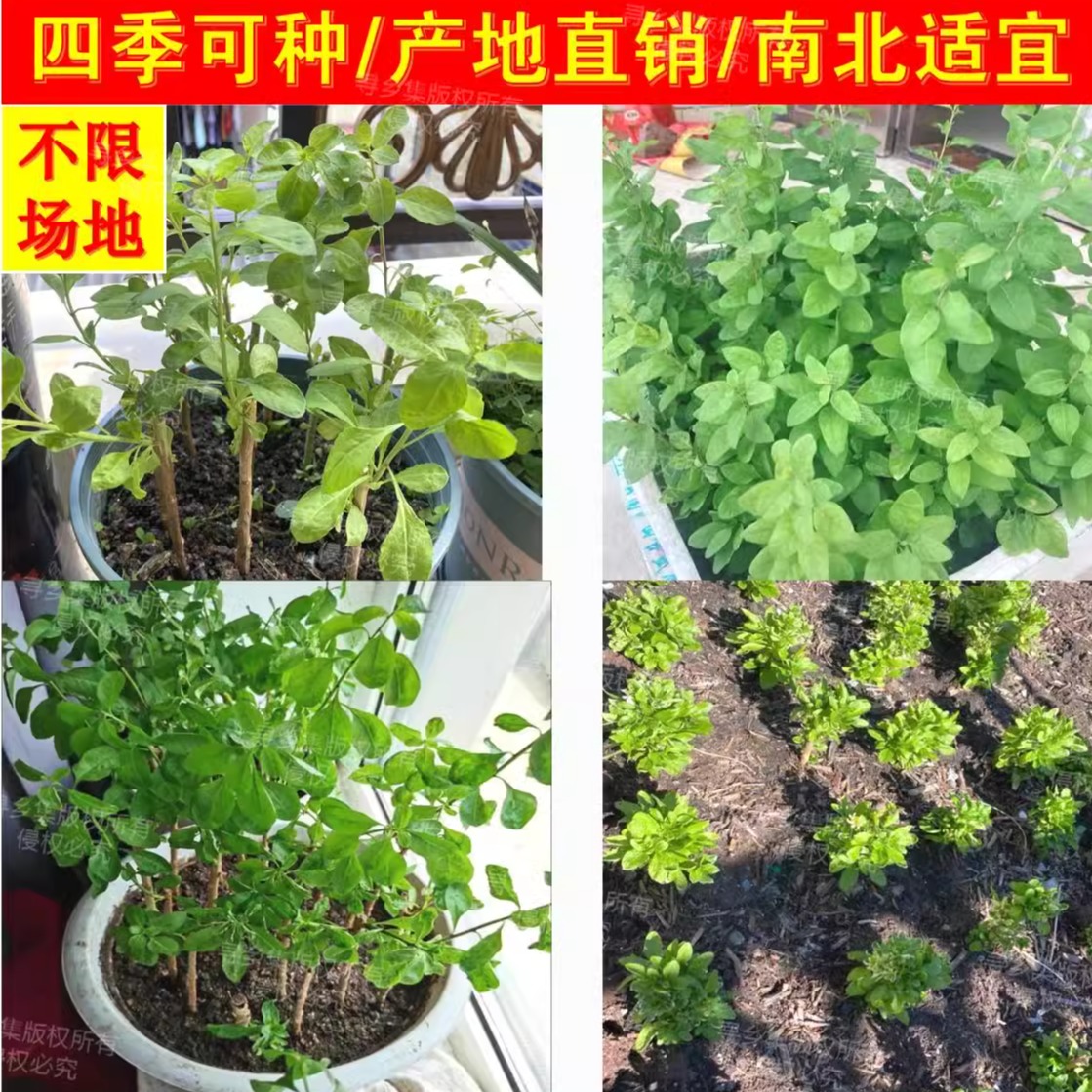 良禽佳木挂墙桌真香！阳台书桌天花板来了，悬浮感太绝了！