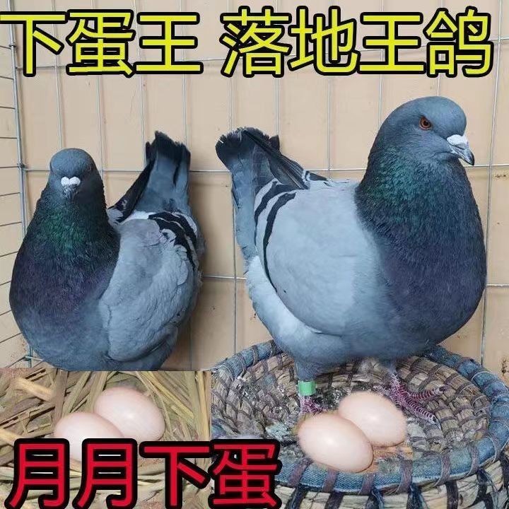 信鸽界的白羽王者：一对肉鸽落地王种鸽，顺丰包邮，让你轻松拥有信鸽梦想！️