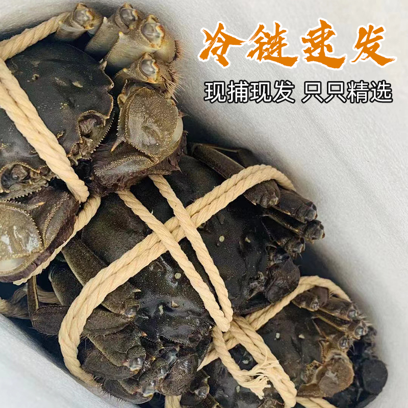 苏州大闸蟹：阳澄湖镇直发，鲜活特大母蟹10只装，送礼自享两相宜