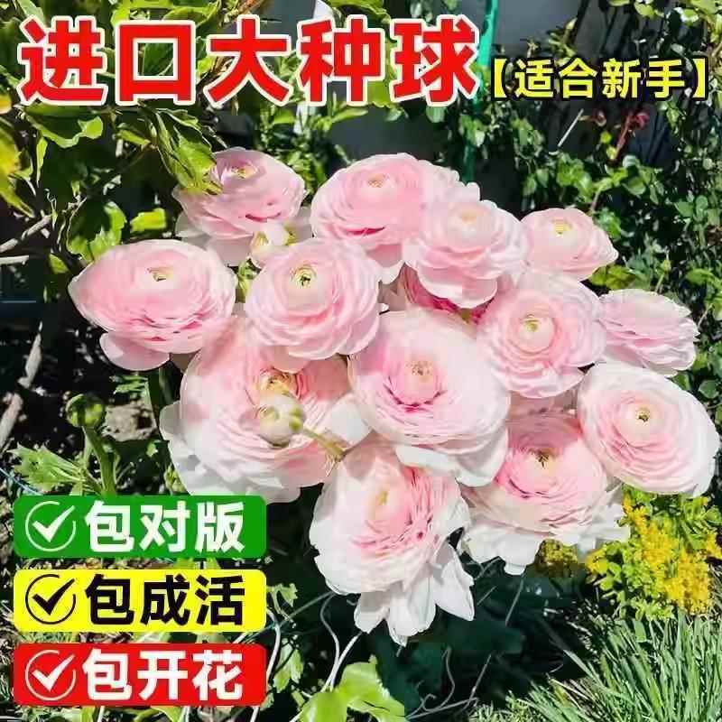 【带芽发货】进口蝴蝶花毛茛种球：阳台上的浪漫香氛，你值得拥有！