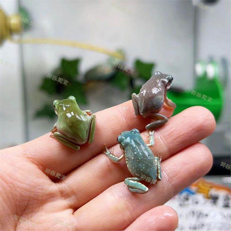 姥爷树蛙新手如何选购？