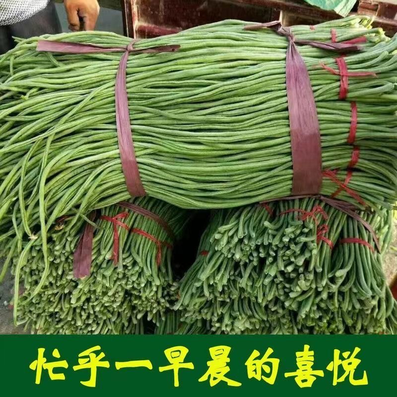 山东特产新鲜长豆角：四季豆界的扛把子，让你吃出家乡的味道！