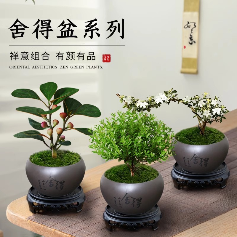 中国记忆盆景：日本进口CLAYKING配方土，养活任何植物都不再难！