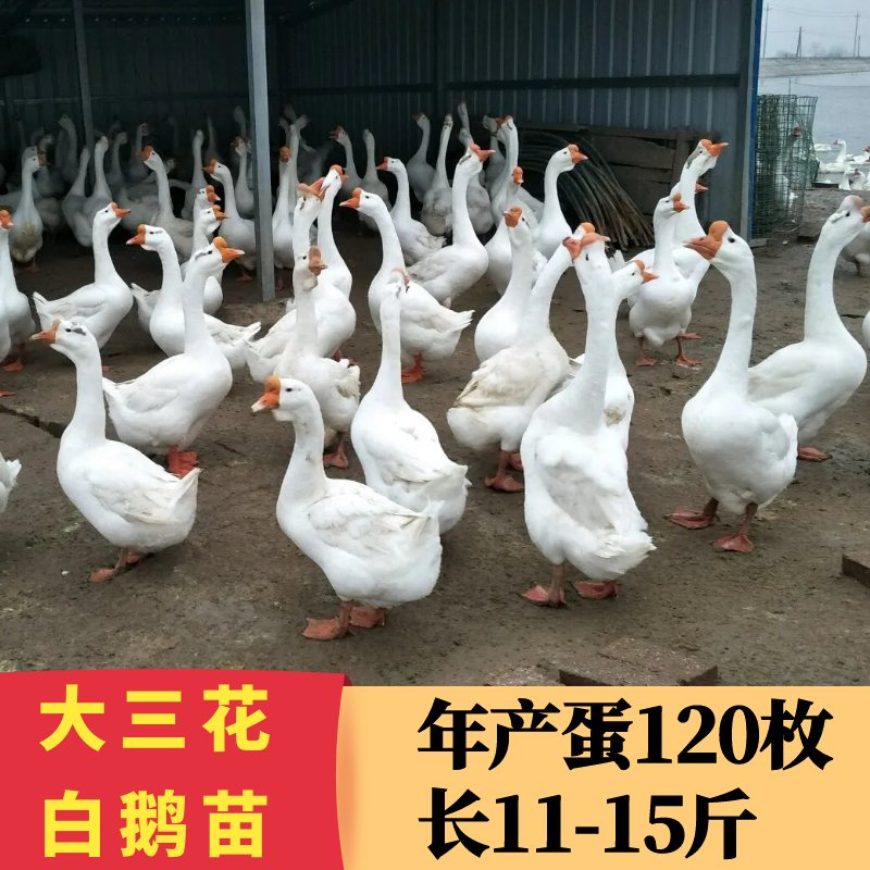 正宗大种白鹅苗：如何挑选和养殖网红白鹅头，四季产蛋鹅苗的秘密大揭秘！