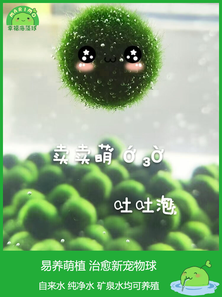marimo海藻球：打造梦幻水气森林微景观，送营养液，开启生态瓶新纪元！