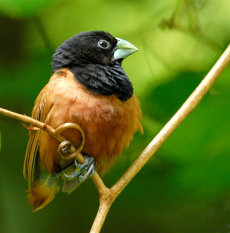 Munia1.5.4