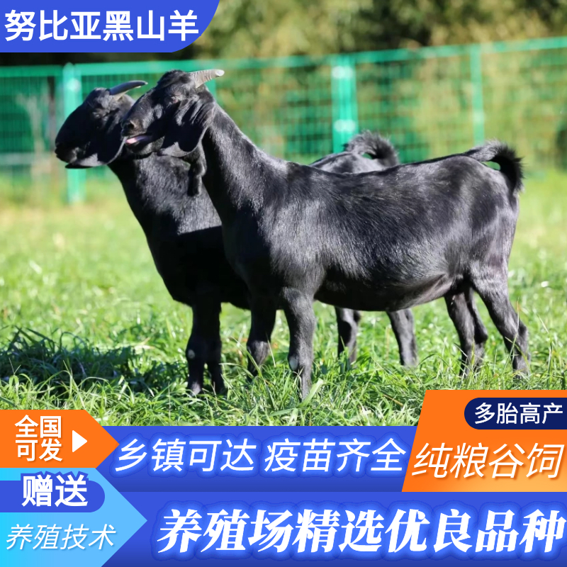 幻兽帕鲁空涡龙配种配方大揭秘，建议收藏！