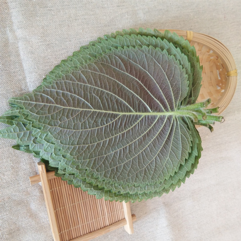 苏子叶：韩式烤肉的灵魂伴侣，让你在家也能享受正宗美味