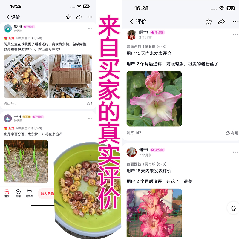 剑兰荷兰进口种球，四季花开，让你的阳台庭院变身花海！