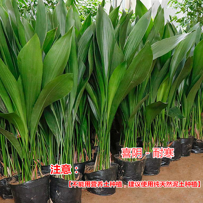 一叶兰盆栽：办公室内的空气净化师，耐寒喜阴的观叶绿植新宠