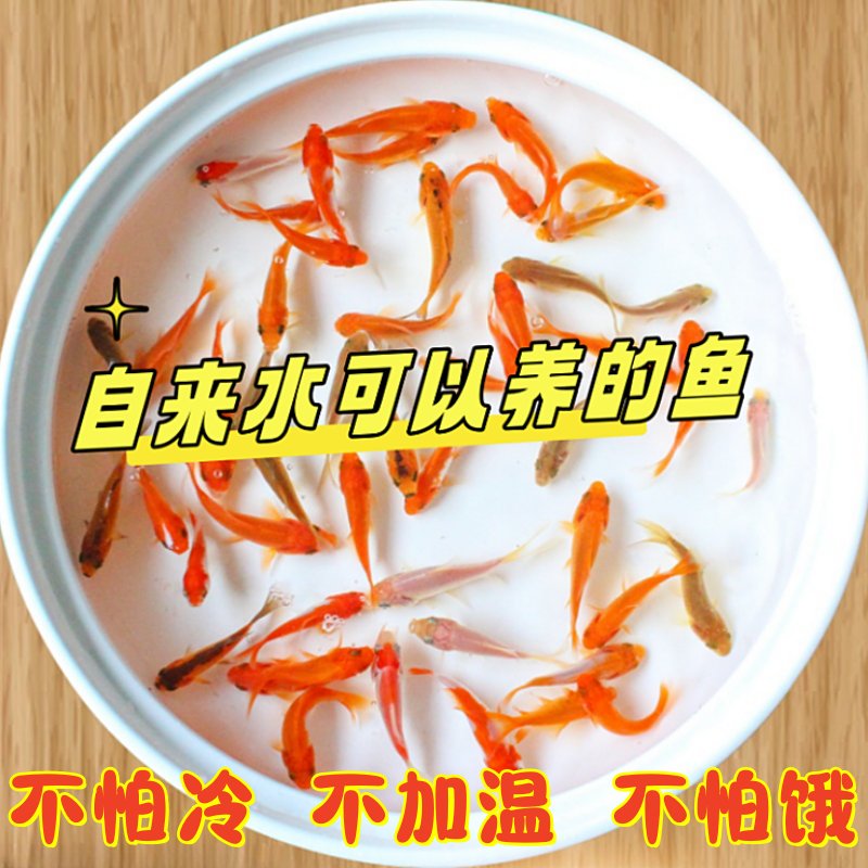 山泉水养殖鲟鱼：鲜美活鱼现冻，顺丰直达餐桌的稀有美味！