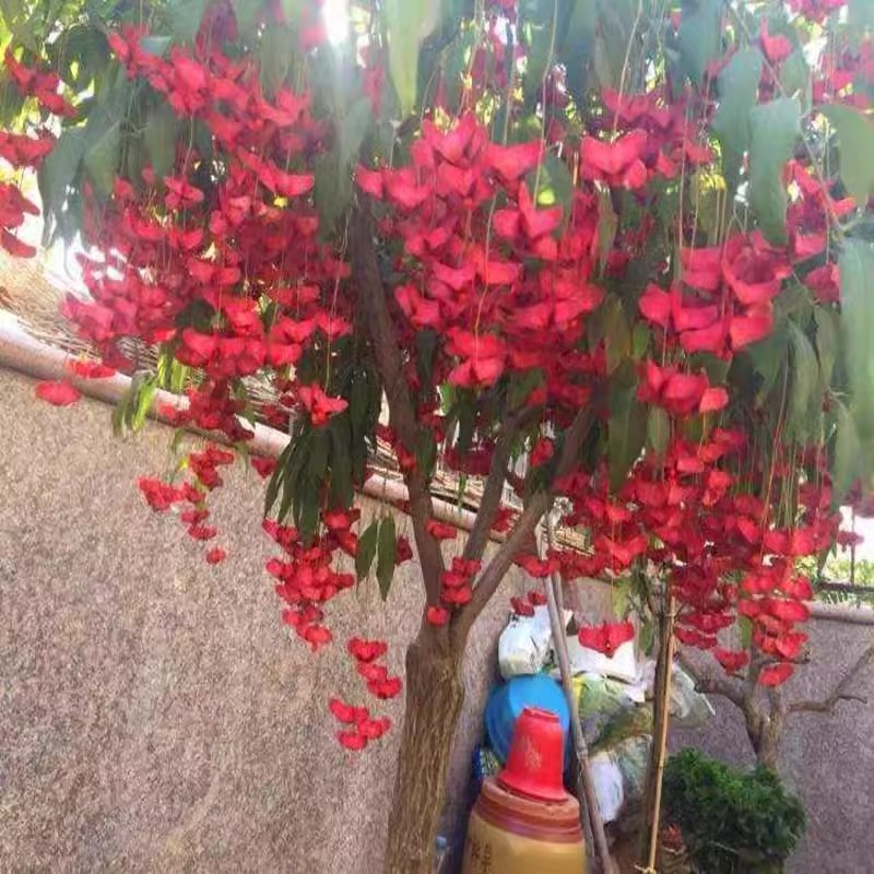 蝴蝶花树苗盆景：四季庭院地栽老桩，南北通用，阳台也能轻松养活！