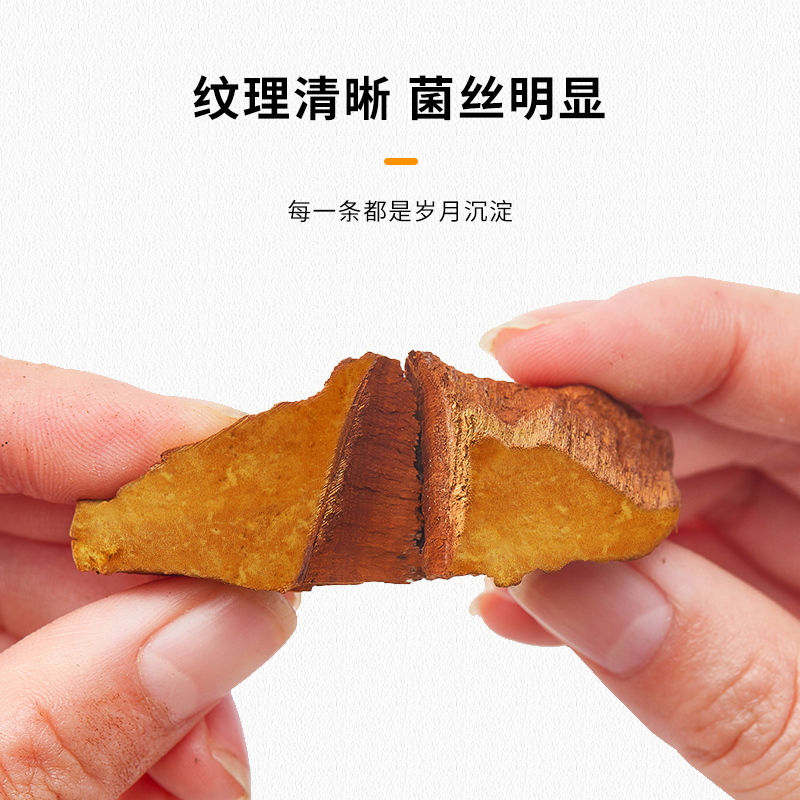 寻百草中药材桑黄：西藏野生珍稀，养生界的超级明星