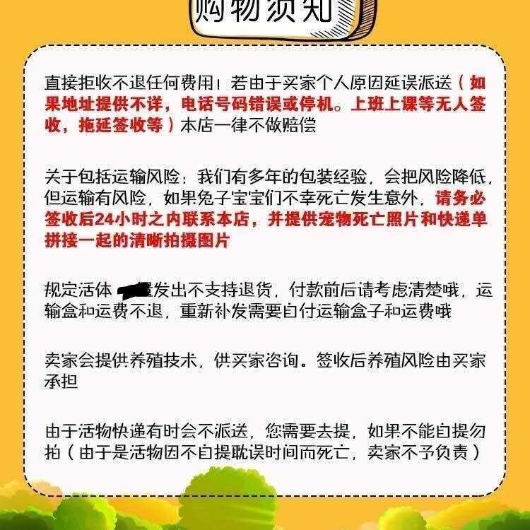 宠物新宠：新西兰肉兔、比利时巨型兔、伊拉兔，谁是你的心头好？