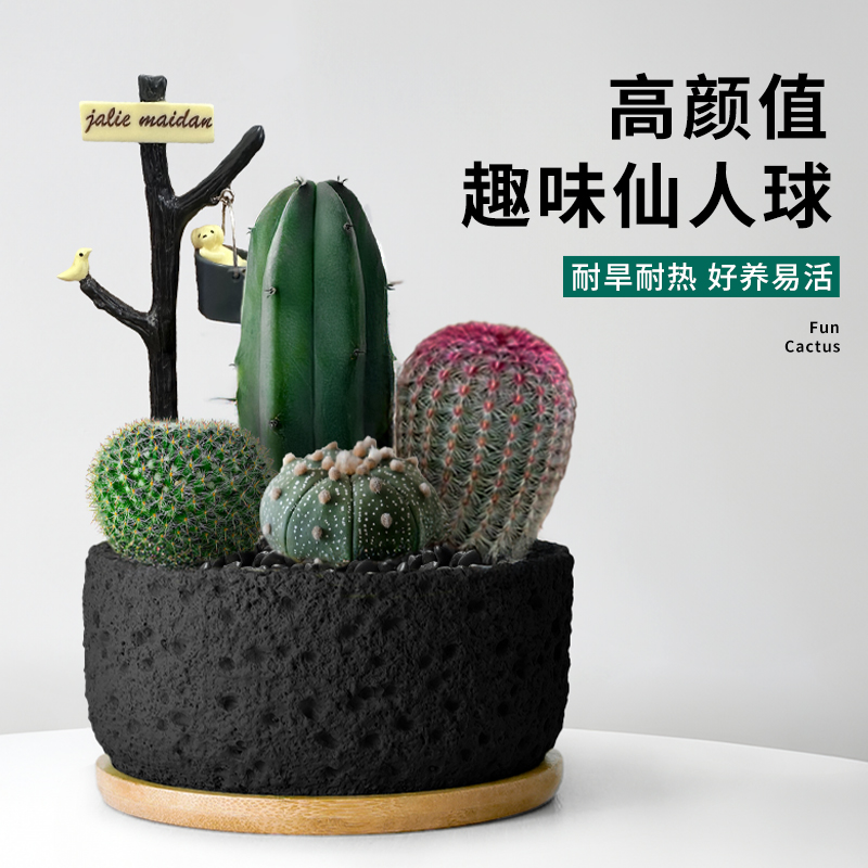 长方形花盆托盘太香了！加厚耐用不漏水，绿植控必入