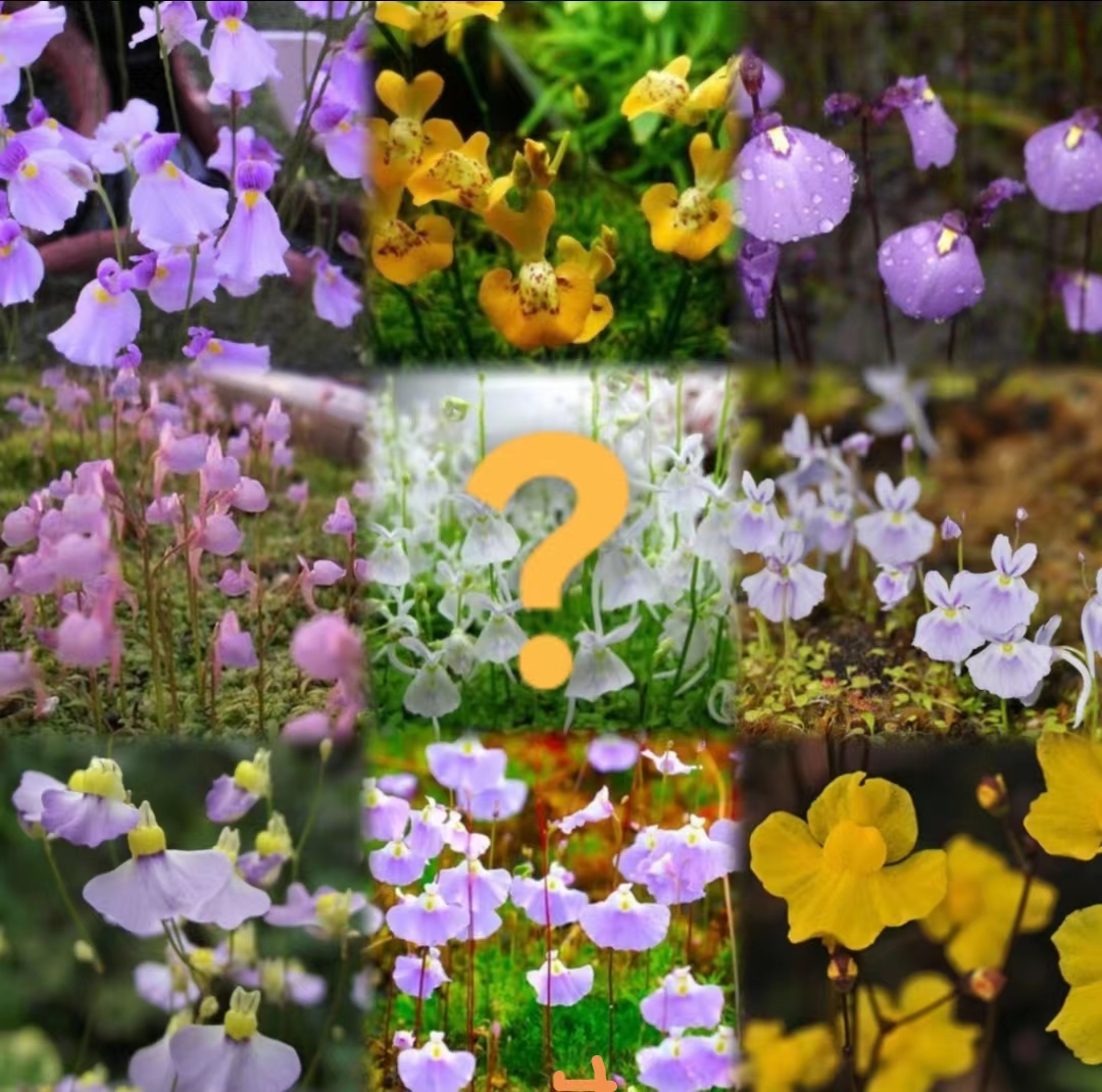 新手必看！狸藻套餐种草指南，小白兔狸藻+海妖女苔藓，雨林缸造景太绝了！