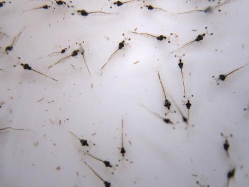 【抗寒】淡水南美白对虾水花苗幼苗，高抗一代基围虾苗，养殖范围广的秘密武器！