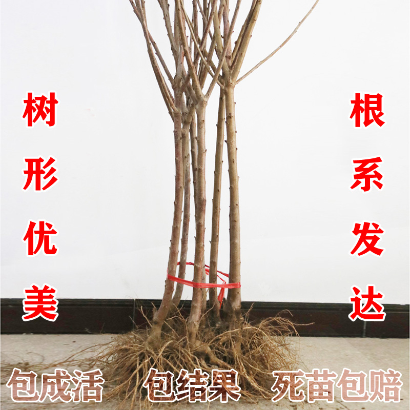 车厘子大小尺寸对照表是什么？如何选择合适的车厘子？