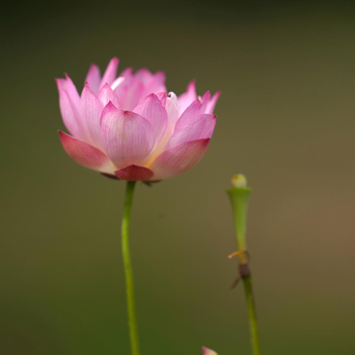 2025新品【绡簇】周劲松家小微型盆栽阳台家庭种植碗莲荷花种藕苗，让你的阳台变身夏日仙境!