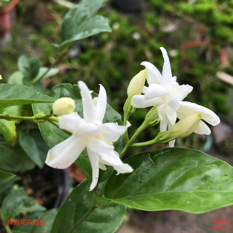 笔尖茉莉花 vs 虎头茉莉：室内阳台花卉新宠，谁才是你的理想盆栽？
