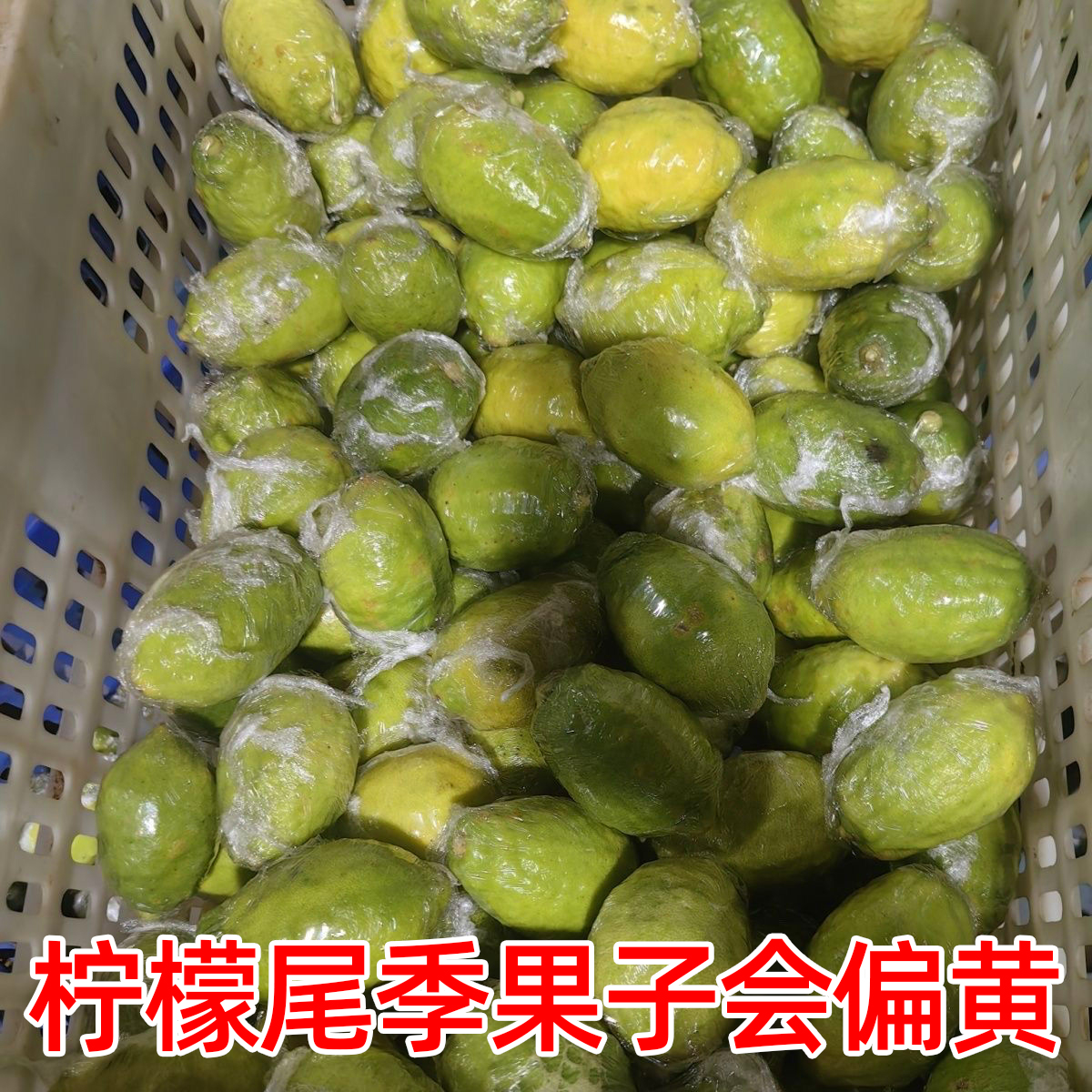 广东香水柠檬新鲜一级果，海南无籽青柠檬，奶茶店专用，9斤装！